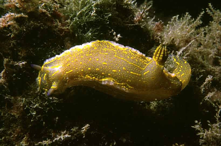 23 Hypselodoris Webbi.jpg